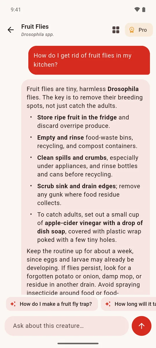 Milo explains how to get rid of fruit flies in the kitchen