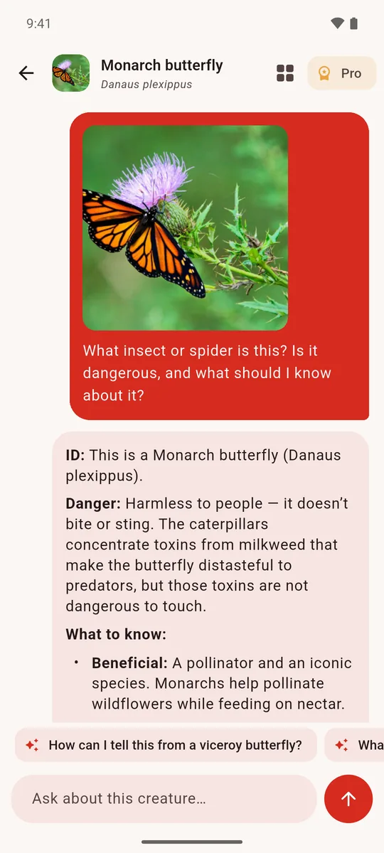 A monarch butterfly identified as Danaus plexippus, harmless to people